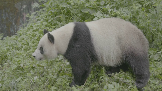 大熊猫走过卧龙大熊猫保护区视频素材