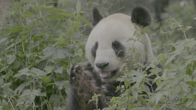 大熊猫咬爪子，卧龙大熊猫保护区视频素材