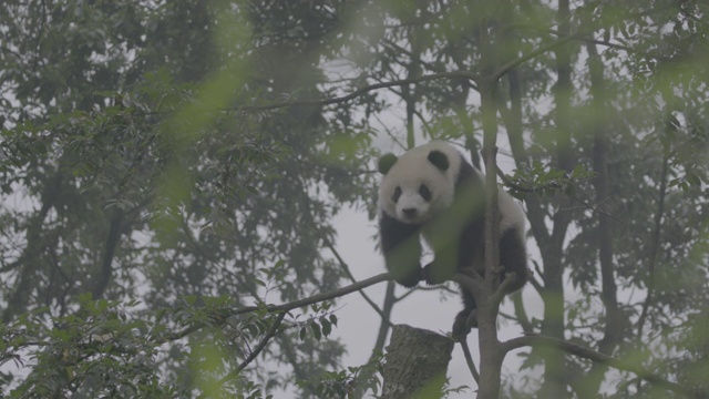 熊猫摇树，卧龙熊猫保护区视频素材