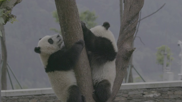 卧龙熊猫保护区，树上的熊猫视频素材