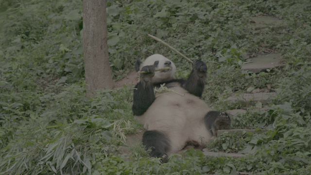 卧龙大熊猫保护区内的大熊猫仰面吃竹子视频素材