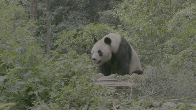 卧龙大熊猫保护区的大熊猫视频素材