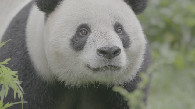 多雨的卧龙大熊猫保护区的大熊猫视频素材
