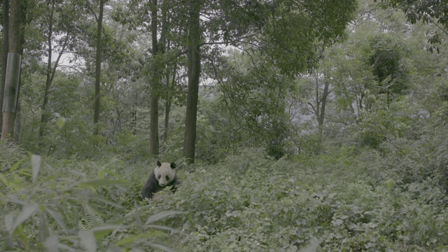 大熊猫在卧龙大熊猫保护区的树林里视频素材
