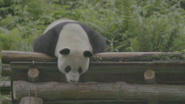 多雨的卧龙大熊猫保护区的大熊猫视频素材