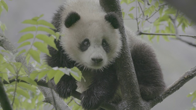 雨中的卧龙熊猫保护区的树上的熊猫视频素材