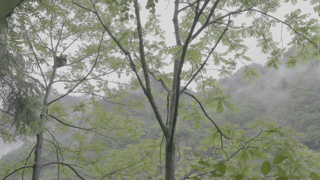 雨中的卧龙熊猫保护区的树上的熊猫视频素材