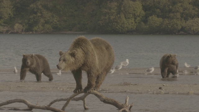 棕熊站在树枝上，后面有熊在走视频素材