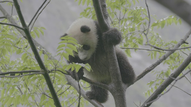 卧龙熊猫保护区，熊猫在树上摇晃视频素材