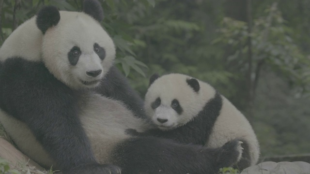 熊猫宝宝和它的妈妈，卧龙熊猫保护区视频素材