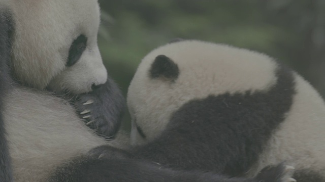卧龙熊猫保护区，正在吮吸妈妈奶水的熊猫宝宝视频素材