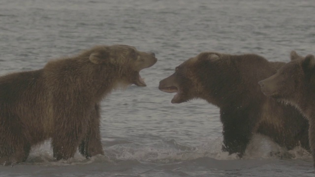 俄罗斯堪察加半岛千岛湖，棕熊为狩猎领地而战视频素材