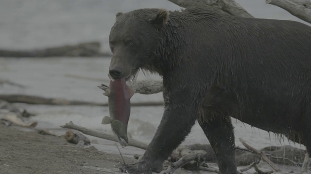 棕熊嘴里叼着猎获的鲑鱼视频素材