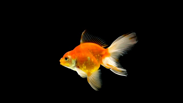 金鱼在黑色的背景下游泳视频素材