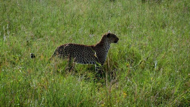 猎豹在非洲大草原上嗅出猎物的气味视频素材