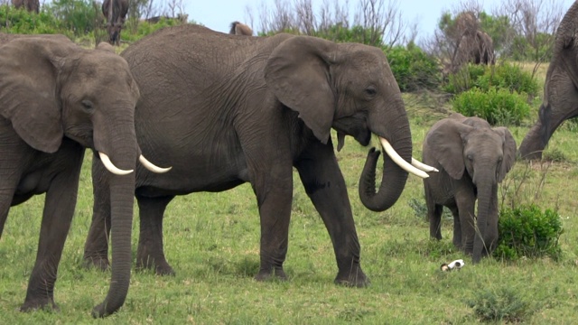 马赛马拉的大象群视频素材