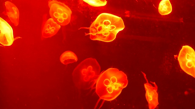 许多水母被照亮在红色的背景上游泳视频素材