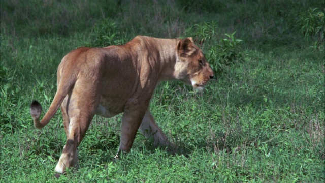 广角的一个狮子穿过田野，灌木丛，高草和树。视频下载