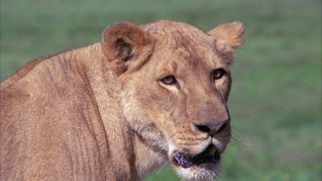 近角度的狮子站在草地上。视频下载