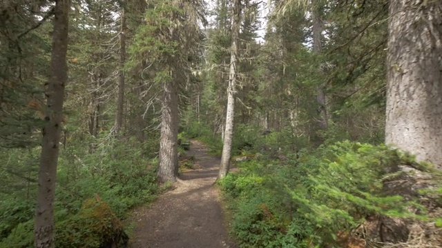 在伯格湖步道，罗布森山省级公园徒步旅行的POV视图。视频下载