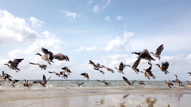 大雁从海滩出发，飞向天空，| Wildgänse在西梅尔den Strand开始视频下载