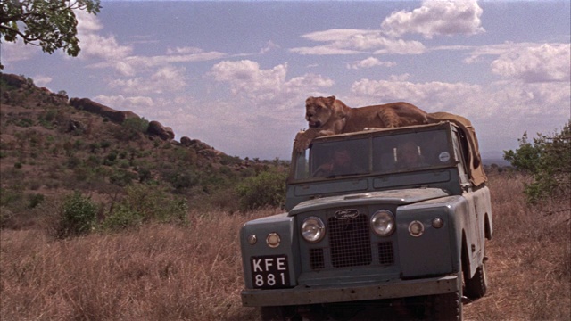Rover lioness on top of truck roof c - scope / mountains and hills in bg / lioness起身并从卡车屋顶跳下来视频下载