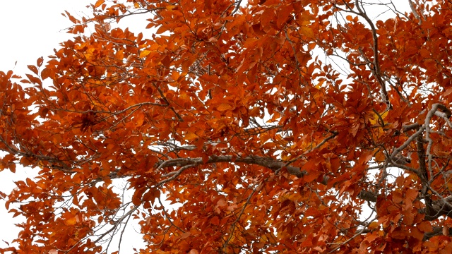 秋天树上有橙色的叶子视频素材