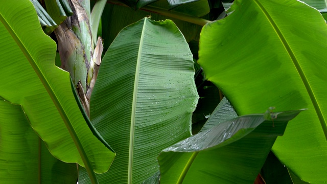 近距离的雨落在绿色的芭蕉叶在雨季视频素材