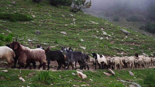 一群走在山路上的山羊视频下载