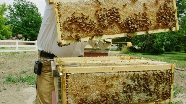 一个三十多岁的白种养蜂人戴着养蜂帽，面纱和手套，用一个框架握把一个框架从一个蜂巢移出户外视频素材