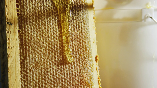 白种人用刀切开蜂巢，将蜡刮进旁边的桶里，蜂蜜顺着木框滴下来视频下载