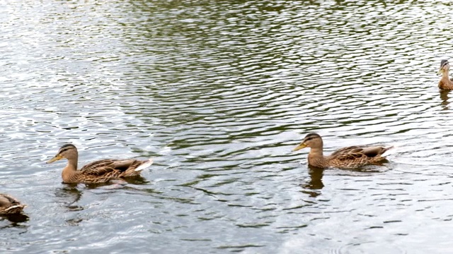 池塘里的鸭子，鸭子带着小鸡在水里游泳，清洁自己的羽毛。野生动物，美丽的鸭子吃面包和浮萍，鸟在池塘里游泳。缓慢的运动。视频素材