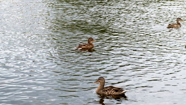 池塘里的鸭子，鸭子带着小鸡在水里游泳，清洁自己的羽毛。野生动物，美丽的鸭子吃面包和浮萍，鸟在池塘里游泳。缓慢的运动。视频素材