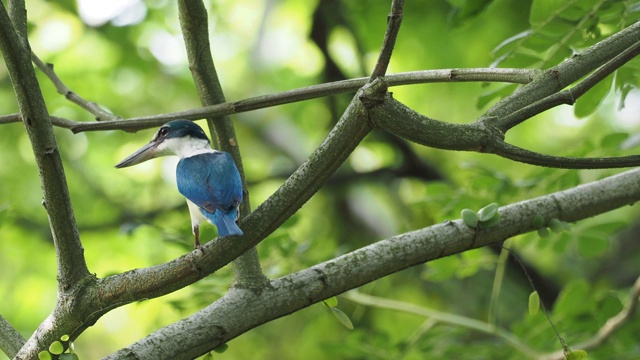 翠鸟- Todiramphus chloris中型翠鸟亚科翡翠，树翠鸟，也被称为白领翠鸟或红树林翠鸟视频素材