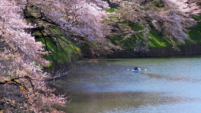 日本东京千鸟渊公园春天的樱花视频素材