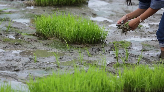 友谊，年轻的农民种植水稻浆果有机稻田稻田，共同的理念。视频素材
