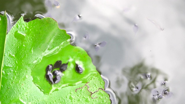 蝌蚪和鱼儿在绿色的水中游泳视频素材