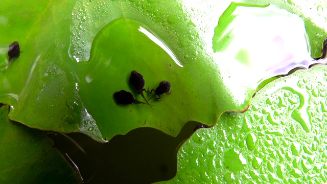 蝌蚪和鱼儿在绿色的水中游泳视频下载