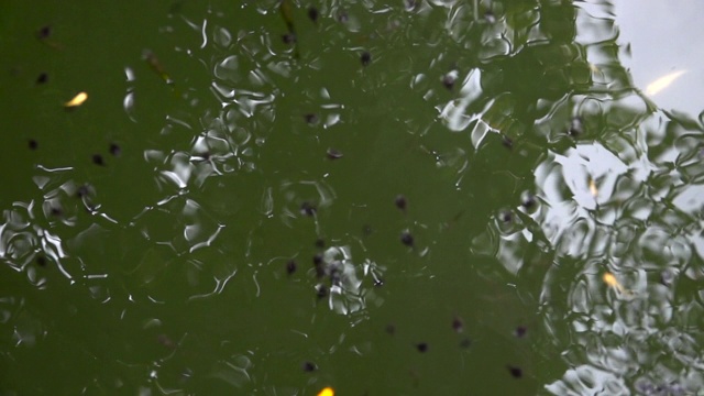 蝌蚪和鱼儿在绿色的水中游泳视频素材