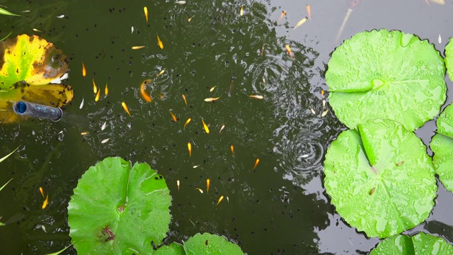 蝌蚪和鱼在绿色的水中游泳视频素材