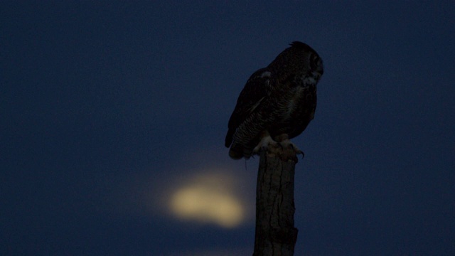 一个大角猫头鹰从一个树桩起飞的完整镜头，背景是月亮视频下载