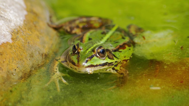 池塘里的绿青蛙游走了慢镜头微距视频素材