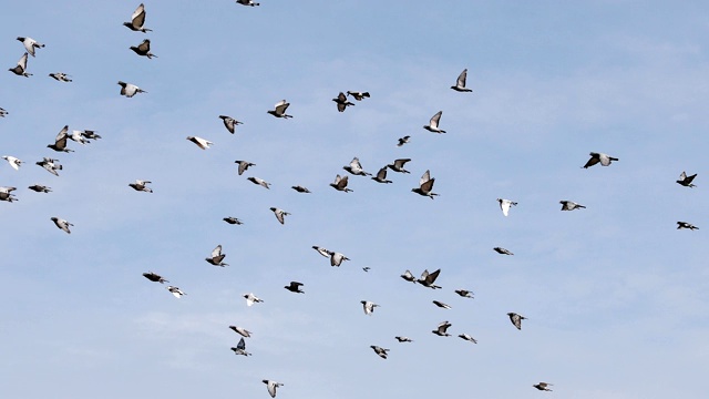 一群信鸽在多云的天空中飞翔视频素材