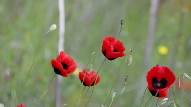 五朵红色的罂粟花在绿色的背景上随风摇曳，一只蜜蜂飞过视频下载
