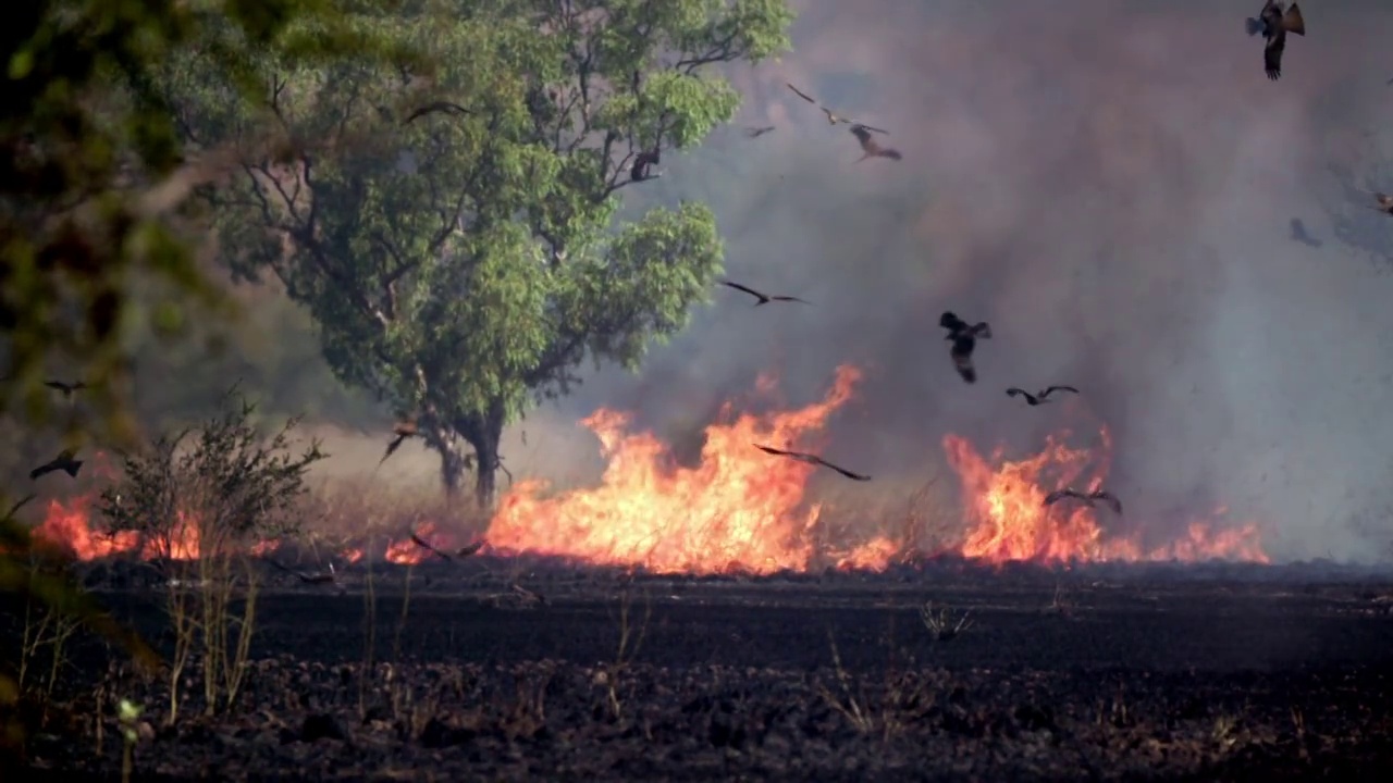 内陆的丛林大火，草地和树木燃烧，黑色的风筝在上空缓慢地盘旋视频素材