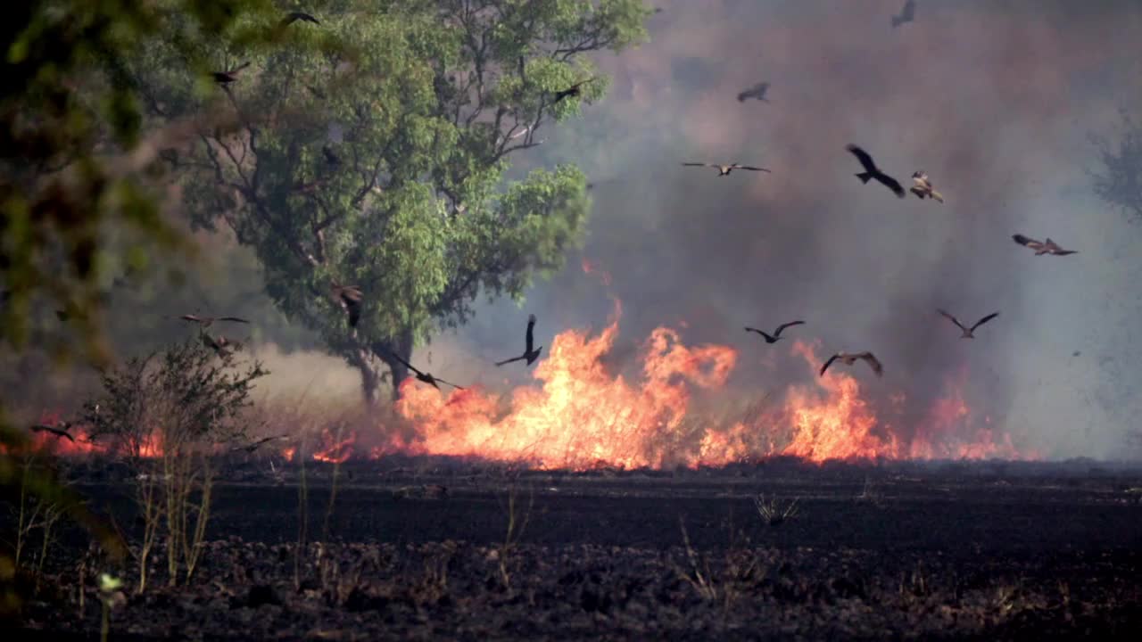 内陆丛林大火，草地和树木燃烧，黑色的风筝盘旋在上空的慢镜头视频下载