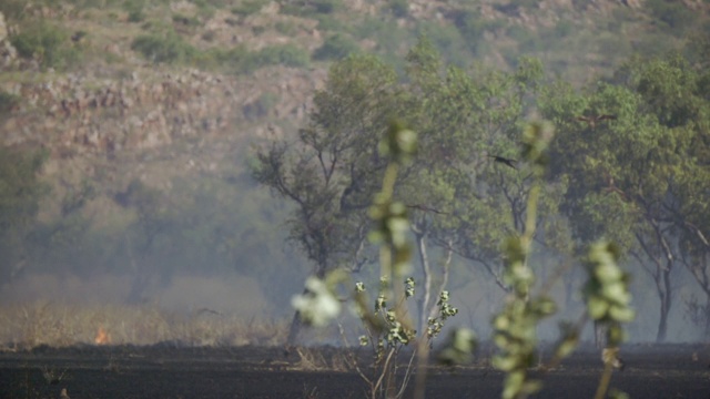 黑色的风筝以慢镜头在内陆丛林大火上空盘旋视频素材