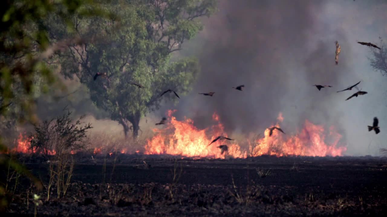 内陆丛林大火，草地和树木燃烧，黑色的风筝盘旋在上空的慢镜头视频素材