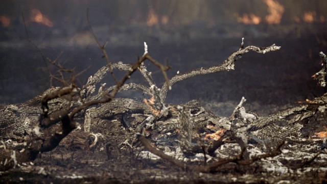 内陆丛林起火，草地和树木燃烧着，黑风筝掠过枪口视频素材