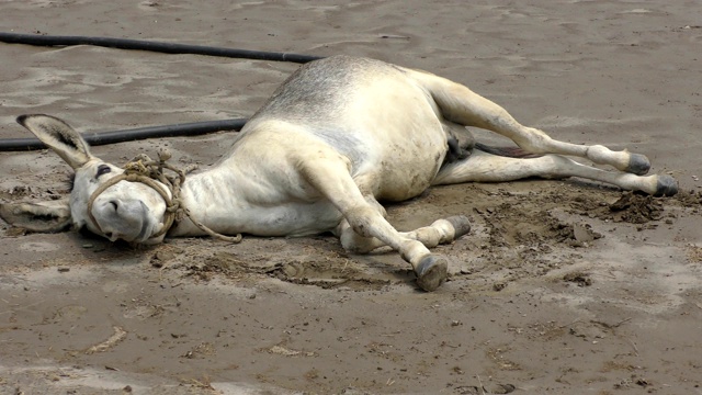 马在地上，在湿沙里视频素材
